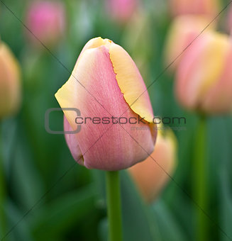 Red and yellow tulip.