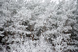 pine branch in frost winter white