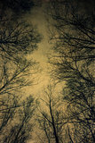 Grunge Tree Branches over Sky