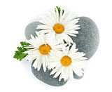 Daisy camomile flower and sea stones