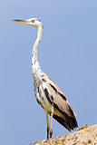 Great Egret bird against the blue sky
