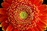 Gerbera Flower Closeup