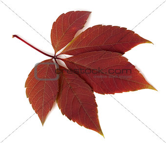 Red autumn virginia creeper leaf on white background
