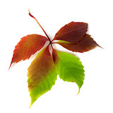 Multicolor autumn grapes leaf 