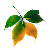Multicolor grapes leaf 