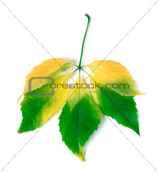 Multicolor virginia creeper leaves