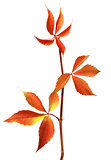 Branch of autumn grapes leaves (Parthenocissus quinquefolia foli