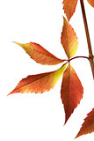 Autumn grapes leaves (Parthenocissus quinquefolia foliage)