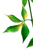Grapes leaves (Parthenocissus quinquefolia foliage)