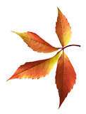 Autumn grapes leaf