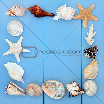Seashell Beauties