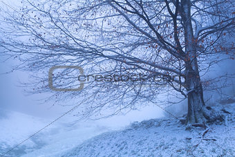 beech tree in winter foggy morning