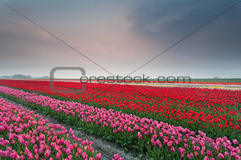 spring tulip field at sunset