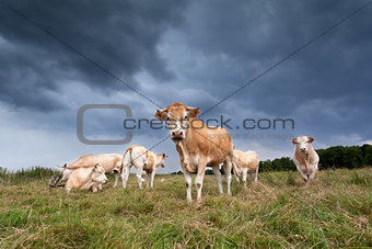 beige cattle herd on pasture
