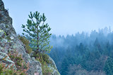 pine tree on rock stone in fog