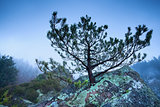 pine tree on rock in foggy mountains