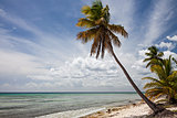 Palm Tree in Sahona Island