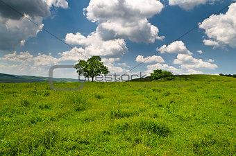 Dramatic Blue Sky, Meadow and a tree near the village Katselovo