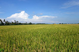 The ripe paddy field is ready for harvest