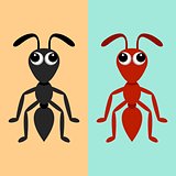 Black and red ants