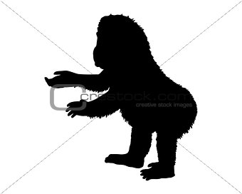 Little gorilla