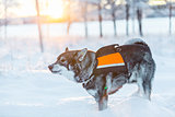 Swedish Elkhound