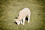 lamb on meadow