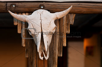 Cow Skull on Porch
