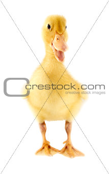 Funny yellow Duckling 