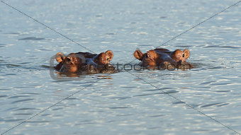 Hippo, Lake Chamo, Ethiopia, Africa