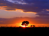 Silhouette of a single tree against the setting sun