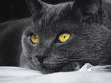 British blue cat with yellow eyes