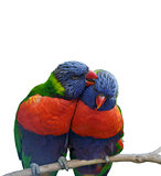Rainbow Lorikeet Parrots