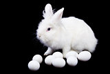 White rabbit and eggs on black