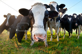 funny cow on pasture close up