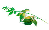 Branch of grapes leaves (Parthenocissus quinquefolia foliage)