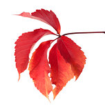 Red autumn virginia creeper leaves