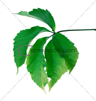 Green leaf (Virginia creeper leaf)