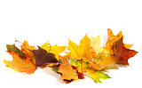 Dry multicolor maple-leafs on white background
