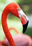 Profile of American flamingo with its long neck and beak