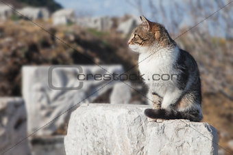 Cat in Ephesus