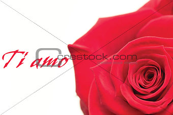 Composite image of closeup of pink rose