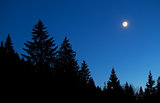 moon and star sky over forest silhouette at night