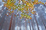 branch with orange leaves in misty forest