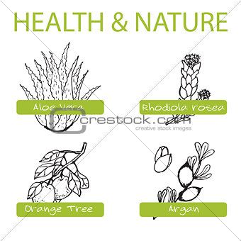Handdrawn Set - Health and Nature. Collection of Medicine Herbs