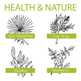 Handdrawn Set - Health and Nature. Collection of Medicine Herbs