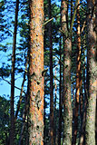 Pine forest on a sunny day