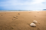 Stones and seashells on the beach