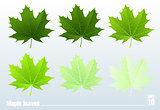 Green maple leaf. Vector. Set.