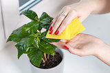 woman wiping cloth house plant